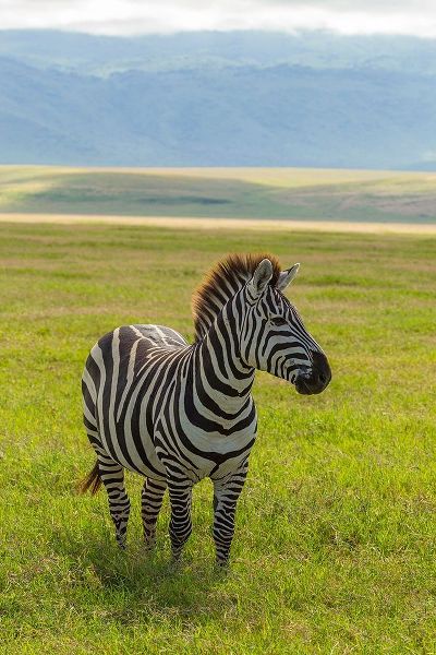 Africa-Tanzania-Ngorongoro Crater Plains zebra in field